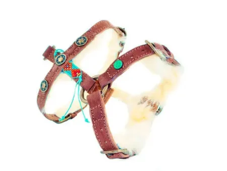 Harnais Paddy Lee - XXS (36 à 42cm)