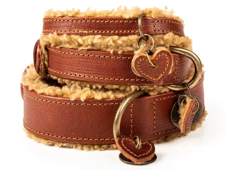 Collier Teddy - taille S (27 à 33cm)