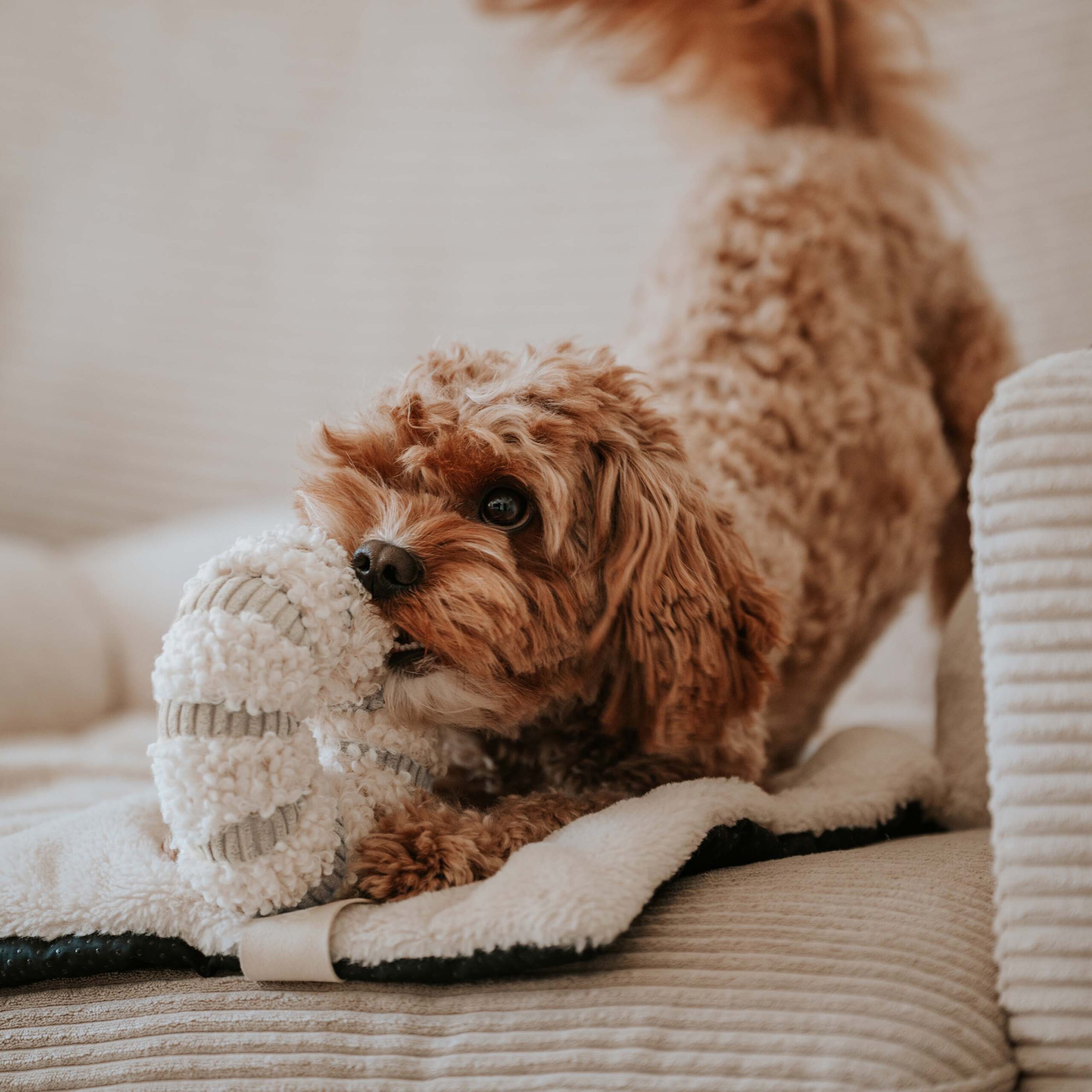 DAISY – Jouet de fouille pour chien – Image 2