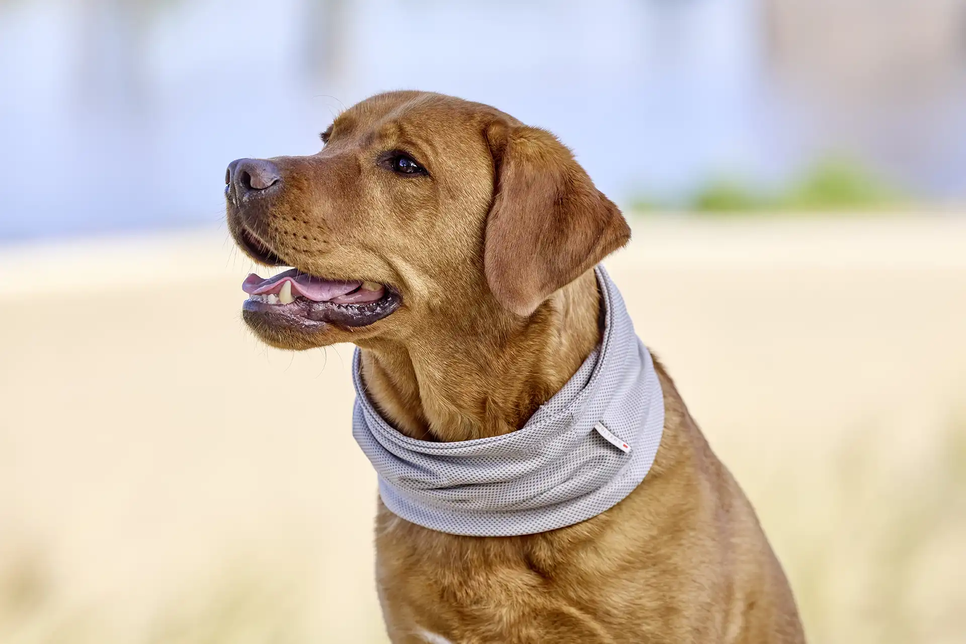 Écharpe rafraîchissante pour chien – Gris. – Image 2